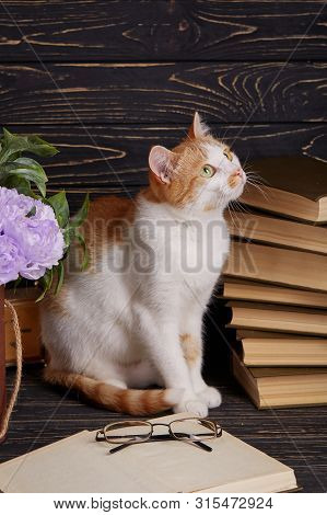 The Cat Is Sitting Next To An Open Book