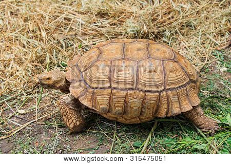 African Spurred Tortoise On The Ground Is A Kind Of Tortoise The Origin Of The Terrestrial Turtle Su