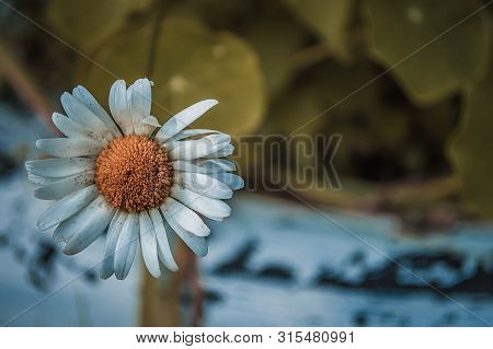 Chamomile In Macro With Bokeh. Сurved One Petal