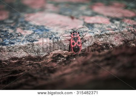 Red Firebug With Black Dots On A Granite Slab. Macro Photo Of Insect. (pyrrhocoris Apterus).