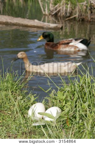 Enten in der Nähe von Eiern