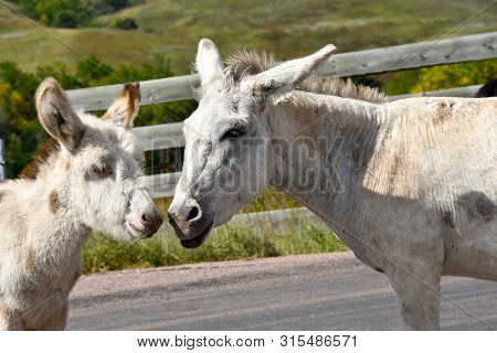 Mom And Young Wild Burro At Custer State Park, South Dakota.
