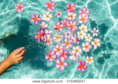 Hands Over The Pool With Flowers. Tropical Flowers Frangipani Plumeria, Leelawadee Floating In The W
