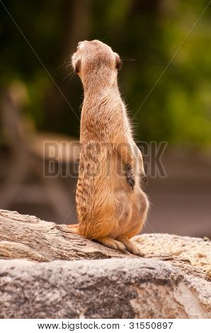 Meercat リビングは時計と探しています。