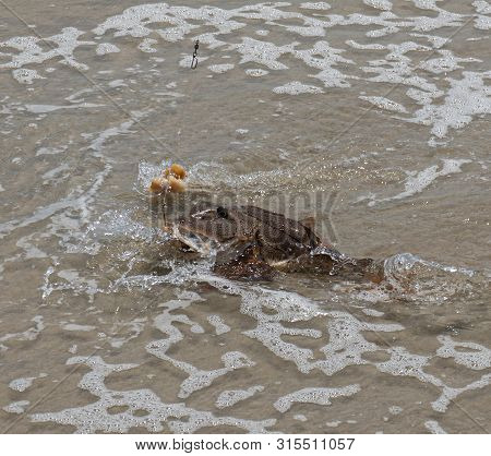 A Sea Robin Fish On The Edge Of The Coast With A Fish Hook Still In Its Mouth.