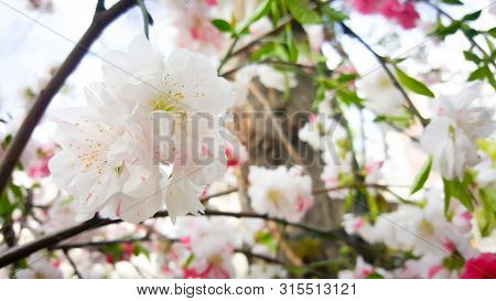 Close Up Flower Of Japanese Apricot - Prunus Mume - Are Blooming On Blurry Background In Japan.