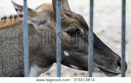 Nilgai (boselaphus Tragocamelus), Also Known As The Nilgau Or Blue Bull In Zoo