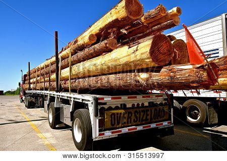 A Semi Trailer Loaded With Long Fir Or Pine Logs  Is In  Parking Lot.