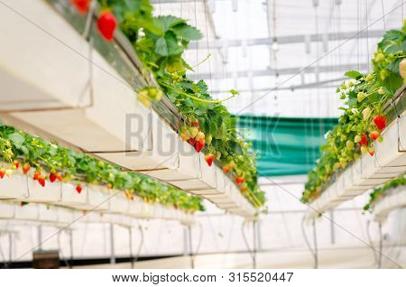 Strawberry Farm In Japan. Strawberries Flower And Strawberries Fruits On The Branch Hanging Way From