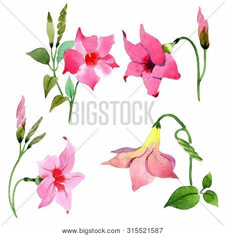 Pink Mandevilla Floral Botanical Flowers. Watercolor Background Set. Isolated Mandevilla Illustratio