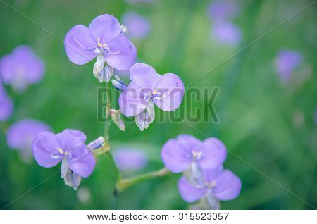 Murdannia Giganteum On Blurry Background Is A Small Purple Wildflowers In Thailand.