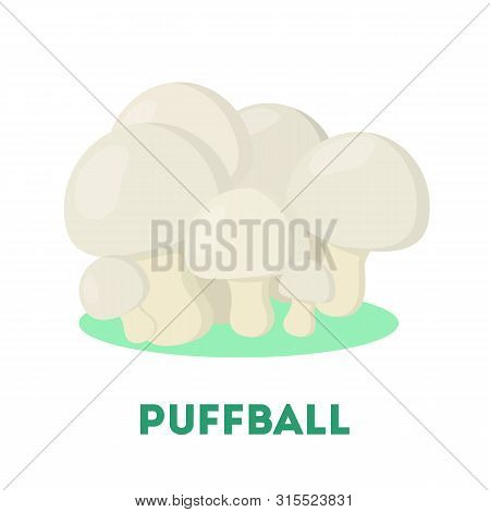 Puffball Mushroom. Organic Fresh Fungus. Vegetarian Raw