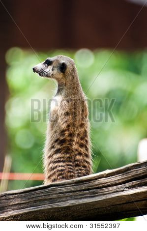 Meercat séance montre de volonté et de la recherche