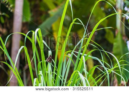 The Beautiful Brown With White Dotted Butterfly On Green Leaf Lemon Grass