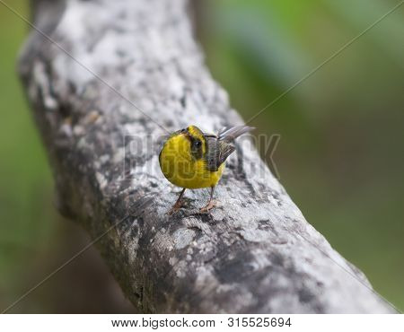 Baya Weaver, Ploceus Philippinus On A Tree Branch Looking Into The Camera
