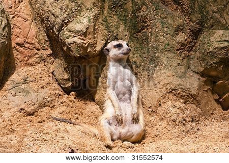 Meercat Sitting Will Watch And Looking