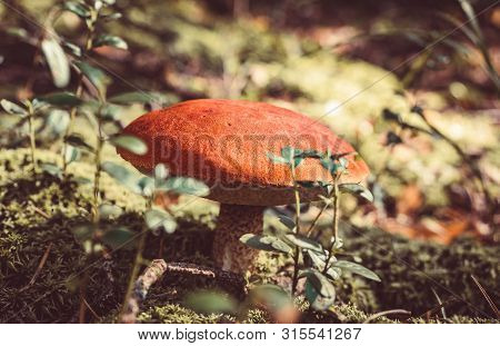 Big Mushroom Aspen Forest In Autumn. Forest Mushroom Picking Season. Leccinum Aurantiacum. Red-cappe
