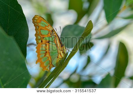 Tropical Exotic Malachite Butterfly Or Siproeta Stelenes Sitting On The Leaf In Amazon Rainforest
