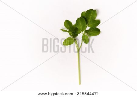 Green Leafed Branch Of Moringa Oleifera, Also Known As Drumstick Tree On Plain White Background. Kno
