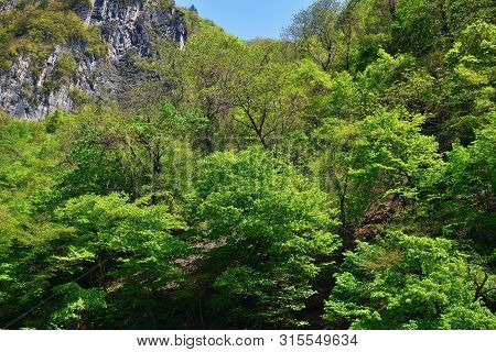 North Korean Scenery. Mountain Forest. Ulim Waterfall Trekking Route