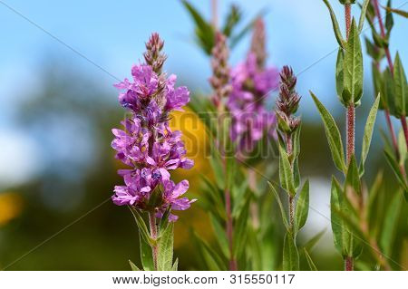 Flowers Of Purple Loosestrife, Lythrum Salicaria, Spiked Loosestrife, Purple Lythrum,