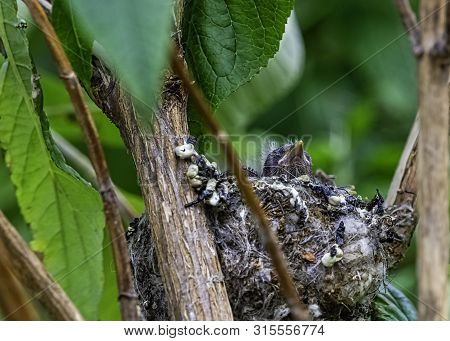 European Goldfinch (carduelis Carduelis) Nest With Chicks - London, United Kingdom