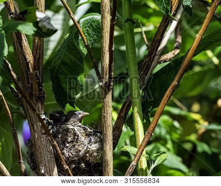 European Goldfinch (carduelis Carduelis) Nest With Chicks - London, United Kingdom