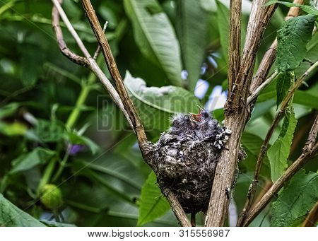 European Goldfinch (carduelis Carduelis) Nest With Chicks - London, United Kingdom