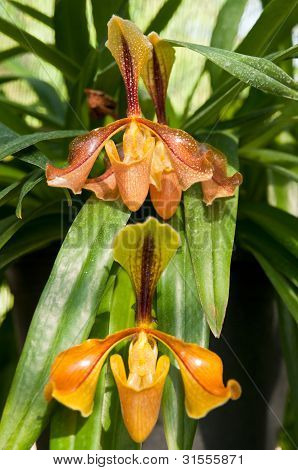 Seltene Orchidee In Thailand