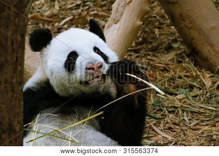 Pandas playing and eating in a natural enclosure