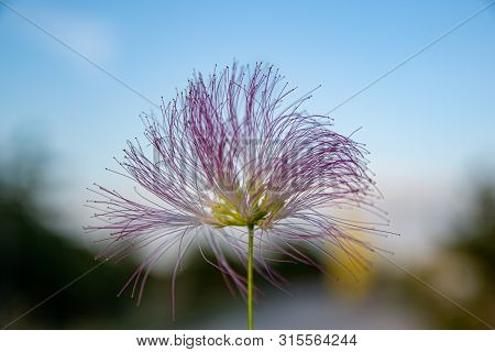 Pink Flowers Of An Acacia. Albicia (lankaran Acacia) - A Tree With Pink Panicles And Folding Leaves.