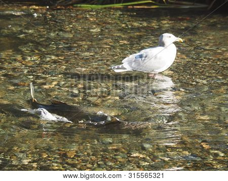 Salmon Run