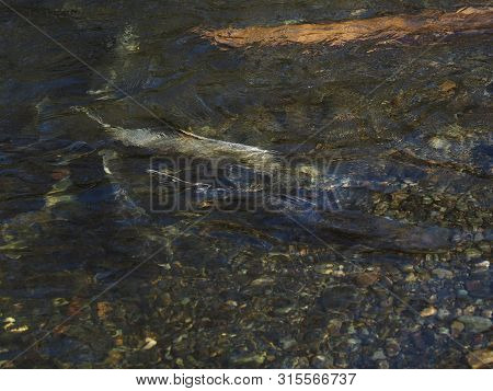Salmon Run
