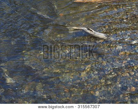 Salmon Run