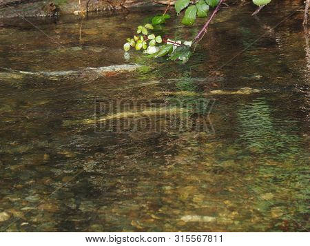Salmon Run