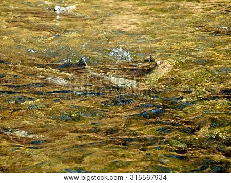 Salmon Run