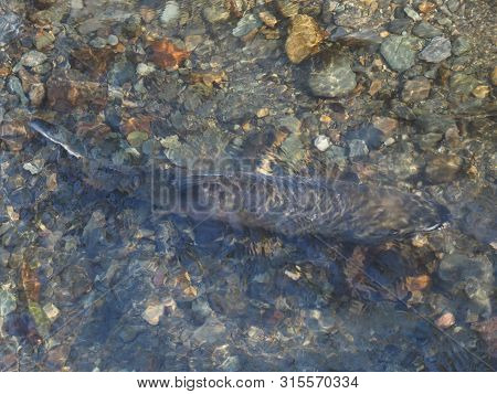 Salmon Run