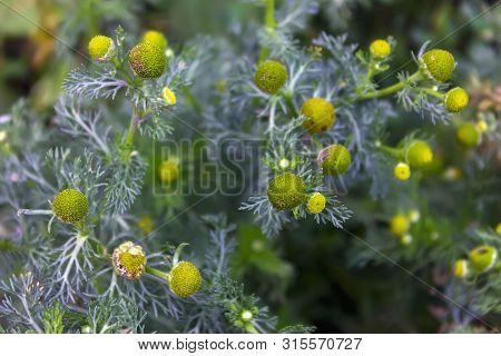 Close Up Of Matricaria Chamomilla Flowers, Commonly Known As Chamomile, Wild Chamomile Or Scented Ma