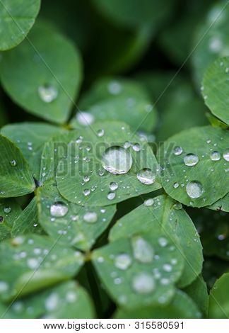 Close-up Image Of Rain Drops On Three Leaves Clovers During A Rainy Day