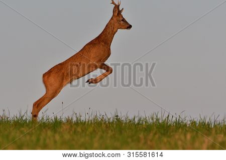 The Roebuck Jumping On The Meadow In Rut Season