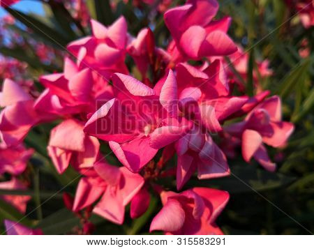 Red/ Pink Oleander Flowers On Tropical Garden . Also Named Nerium Oleander , Rose-laurel , Rose Bay