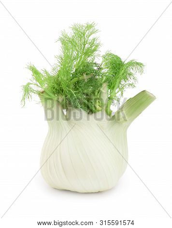 Fennel Bulb. Single Fresh Fennel Bulb With Leaves On White Background