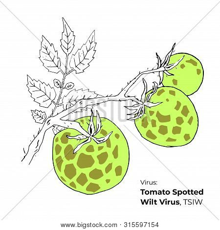 Symptoms Of Tomato Spotted Wilt Virus, Tsiw Vector Illustration, Hosts And Appearance. Vegetable Cro