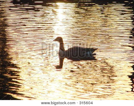 Ördek & günbatımı