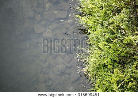 River Side With Green Small Plants Macro Background Fine Art High Quality Prints Products Fifty Mega