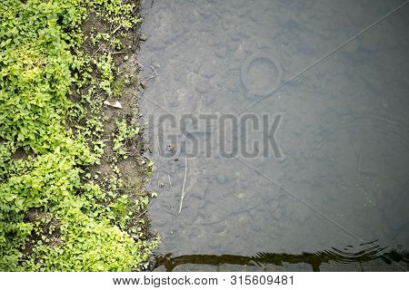 River Side With Green Small Plants Macro Background Fine Art High Quality Prints Products Fifty Mega