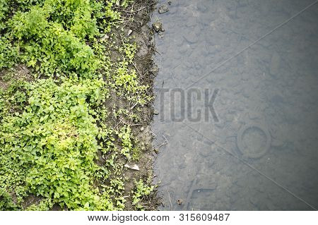 River Side With Green Small Plants Macro Background Fine Art High Quality Prints Products Fifty Mega