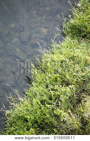 River Side With Green Small Plants Macro Background Fine Art High Quality Prints Products Fifty Mega