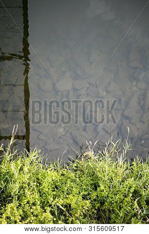 River Side With Green Small Plants Macro Background Fine Art High Quality Prints Products Fifty Mega