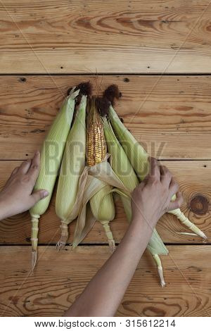 Young Female Cleaning Freshly Picked Raw Corns From Cobs On Wooden Background. Process Of Shucking C